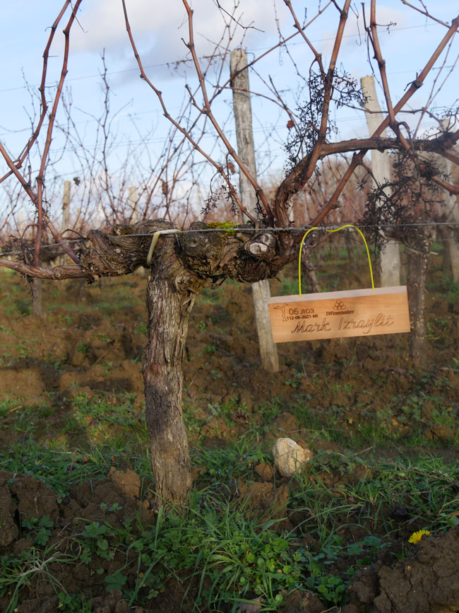 Виноградник на урожай